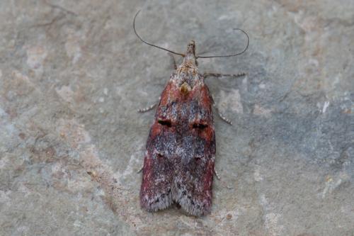 Anchinia cristalis
